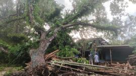 Pohon munggur Tumbang